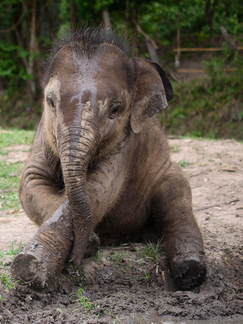 Elefantenbaby entspannt im Schlamm