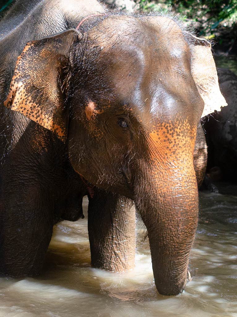 Elefant im Fluss Mae Sapok bei Chiang Mai in Thailand