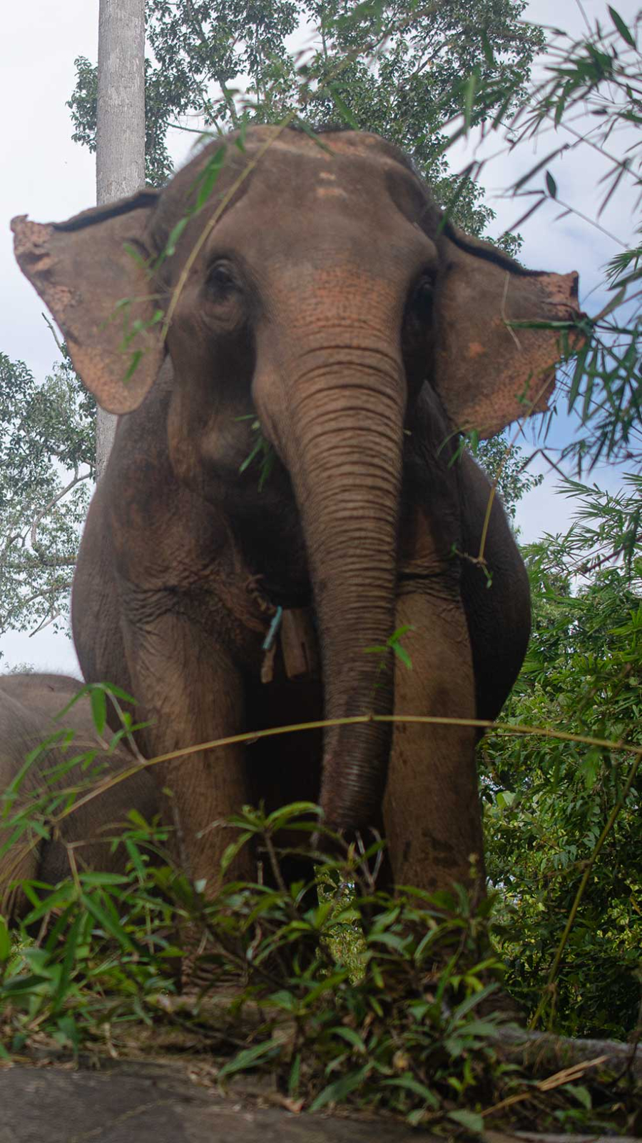 Elefant im Bambus