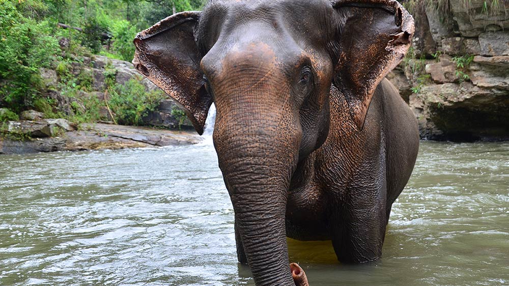 Elefant im Fluss Mae Wang in Chiang Mai in Thailand