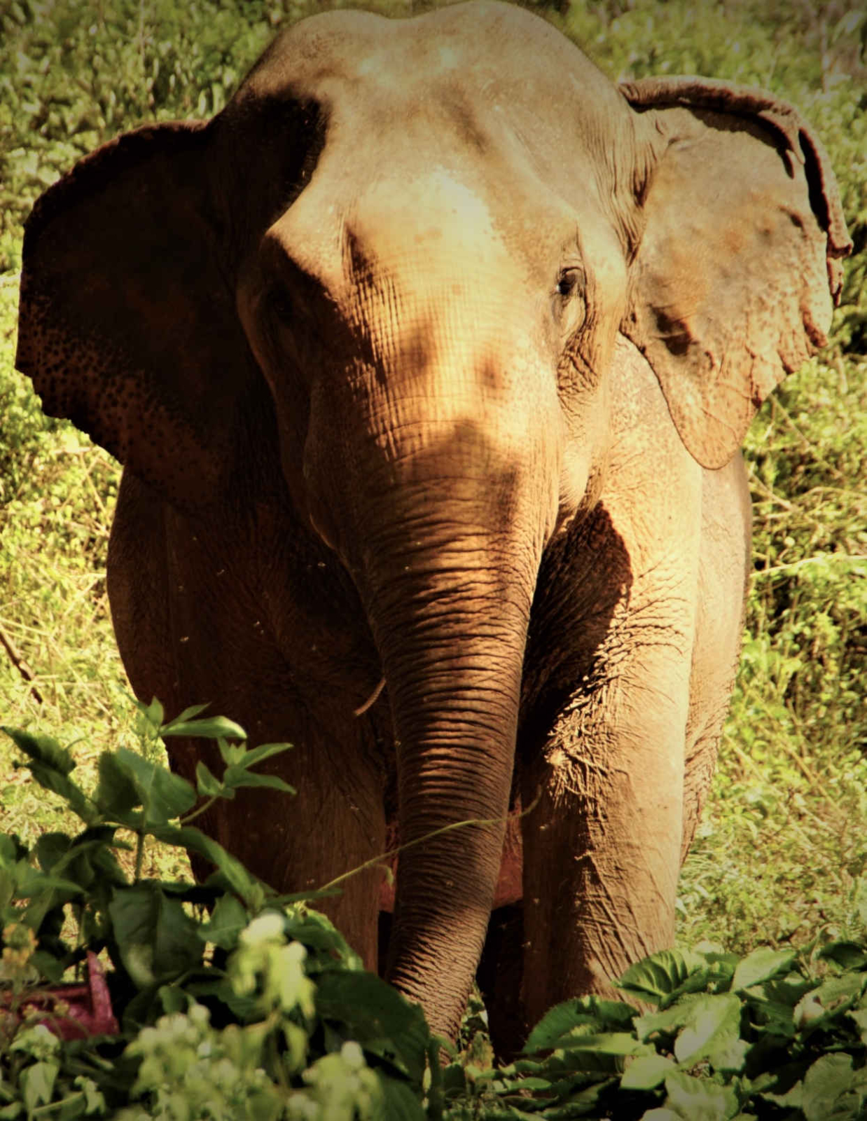 elephant special tours thailand