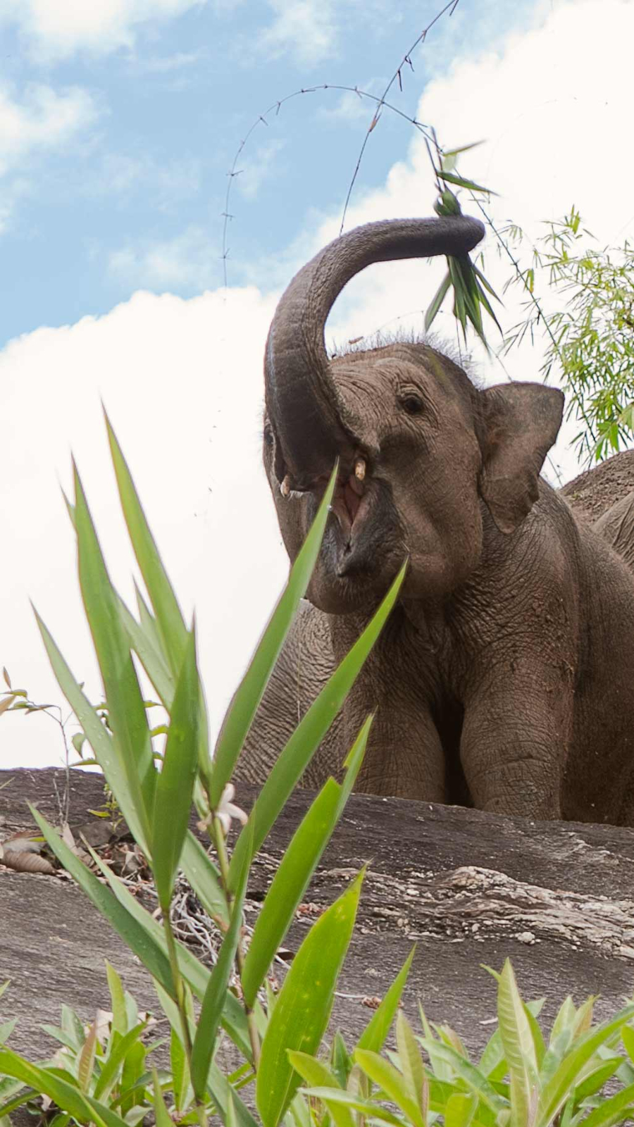 Elefantenbaby zeigt seine Stoßzähne