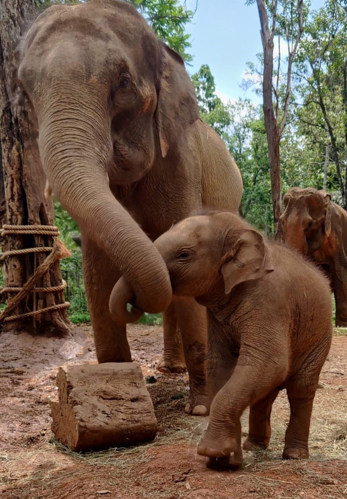 Elefantenbaby mit Mama