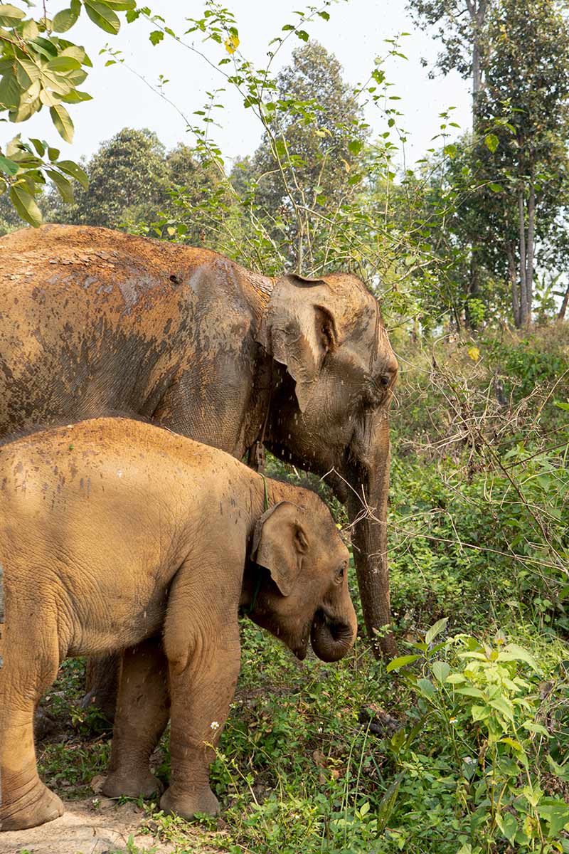 Elefanten im Wald von Thailand